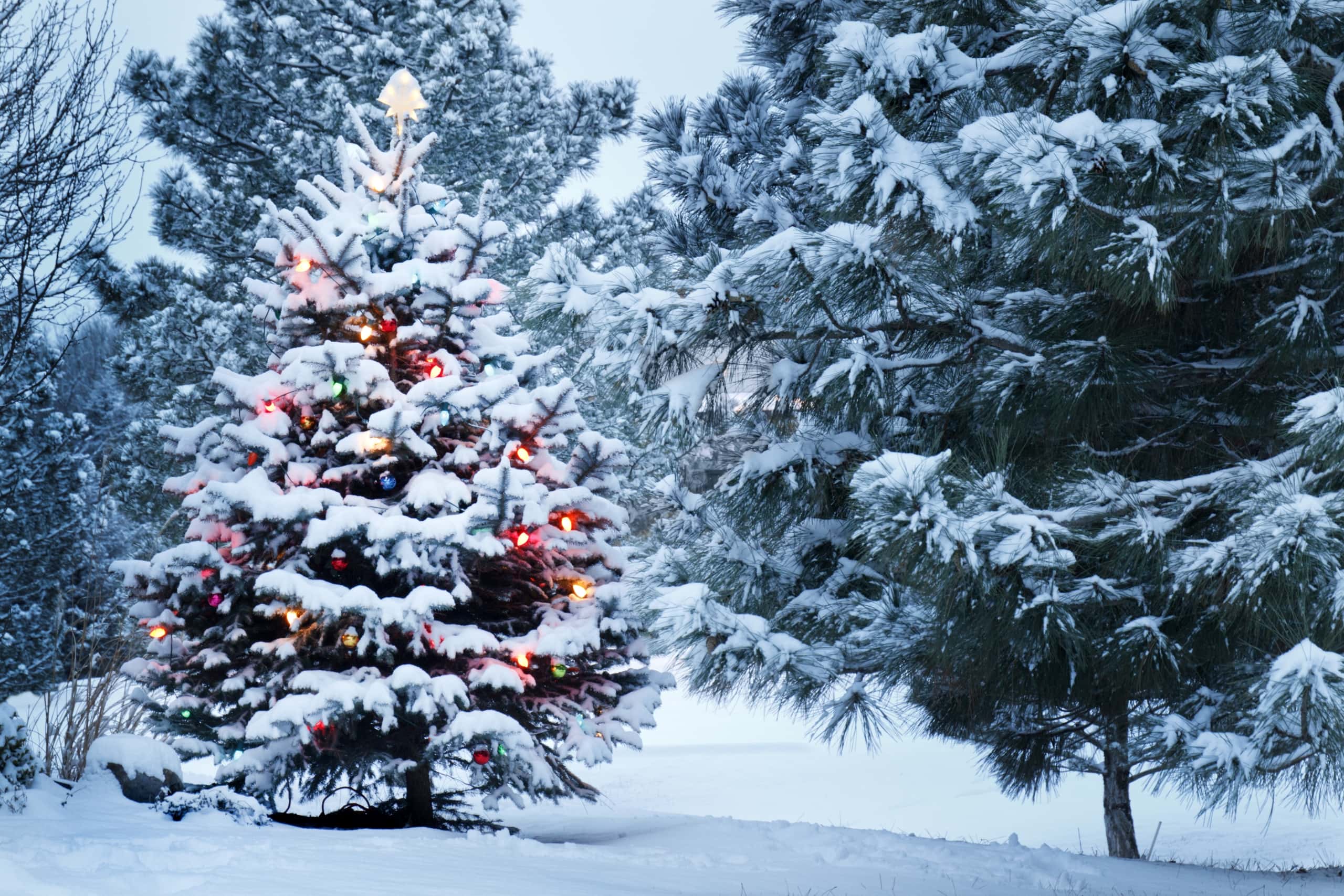 Waar laat ik mijn kerstboom?